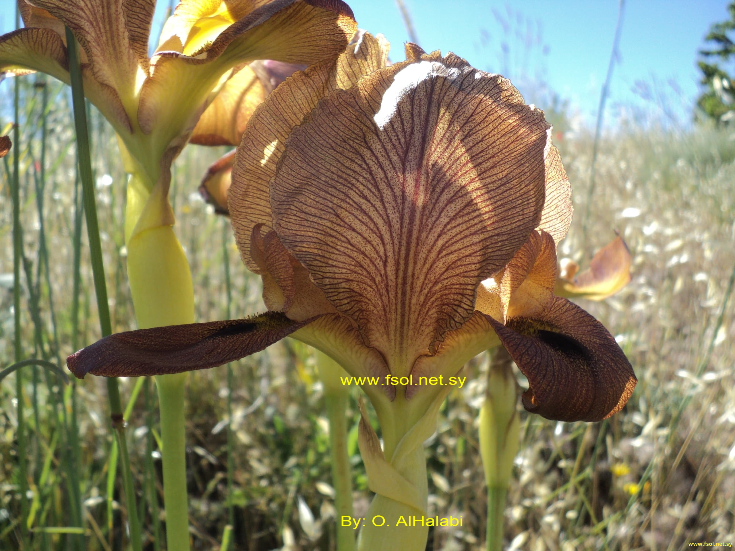 Iris auranitica Dinsmore.